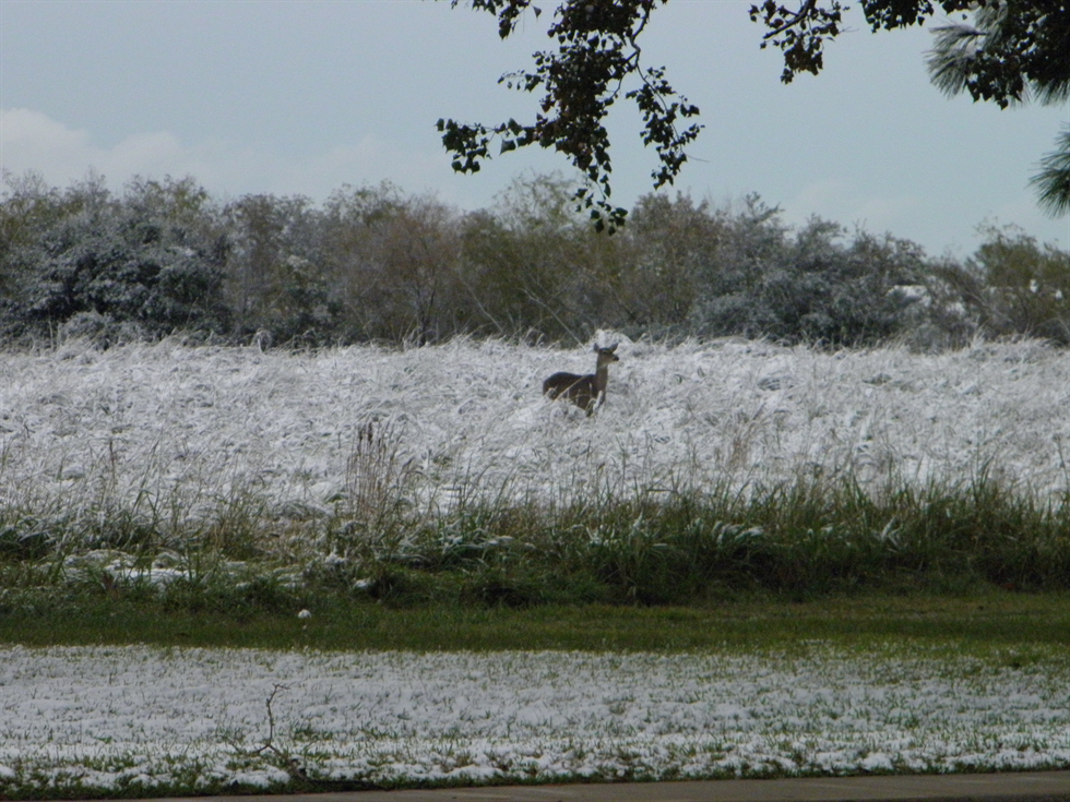 White-tailed doe in the snow